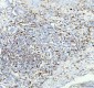 Anti-CD74 Rabbit Monoclonal Antibody